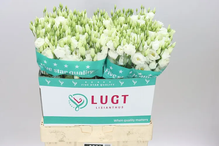 Eust Du Rosita White 70 cm