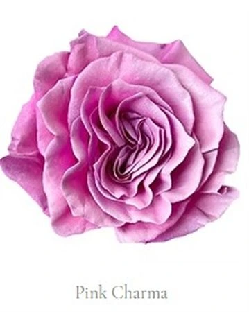 Ruža farbená Pink Charma, Ekvádor 50 cm