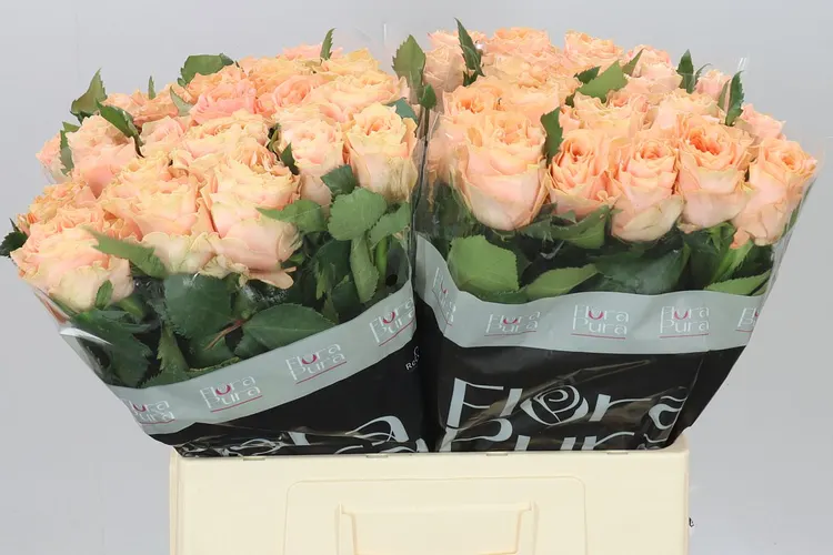 Ruža Princess Crown 50 cm
