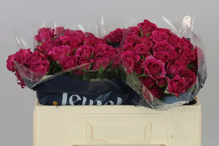Rosa Tr Cheyenne 50 cm