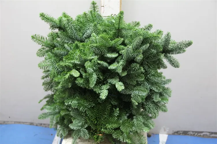 Jedľa Nobilis Handbos 40 cm
