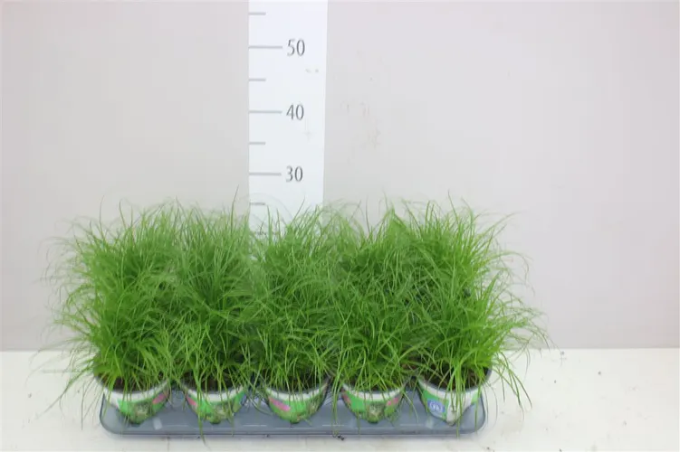 Cyperus Alt Zumula črepník 12 cm