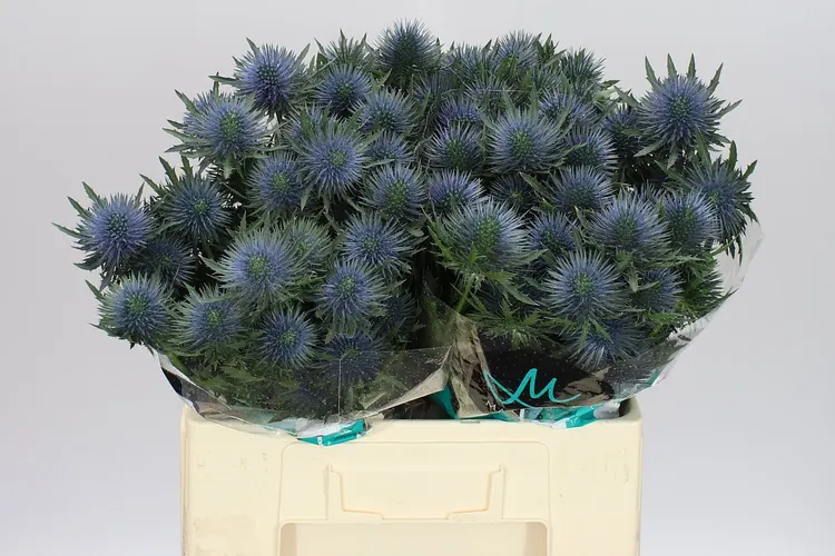 Eryngium Magnet 60 cm