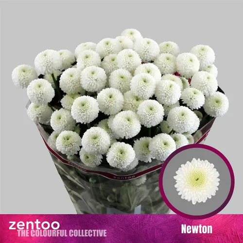 Chr T Newton 70 cm