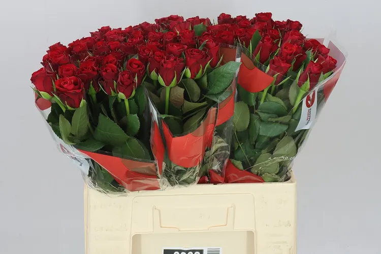Ruža Red Ribbon 60 cm