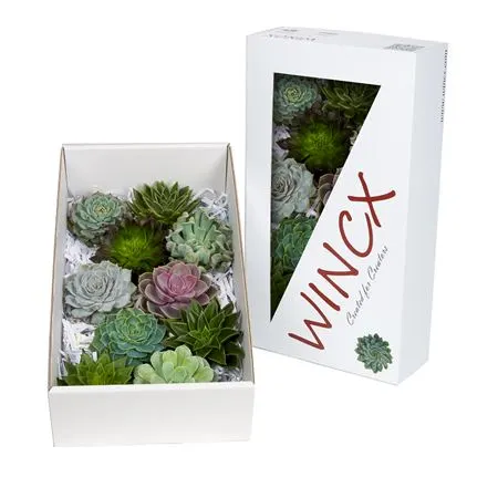 Echeveria Wincx Mix 12 cm