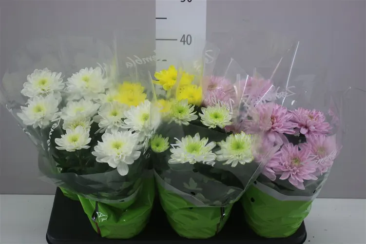 Chryzantéma črepníková Zembla mix črepník 15 cm