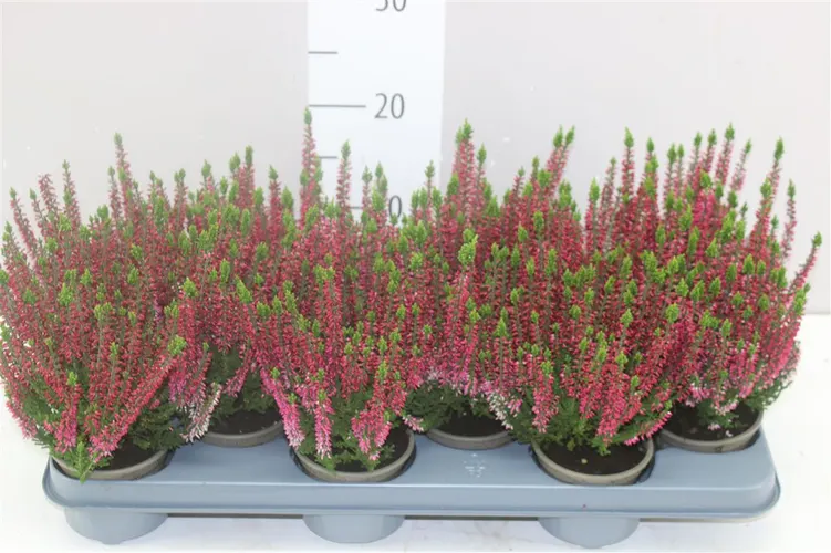 Vres Beauty Ladies červený črepník 9,5 cm