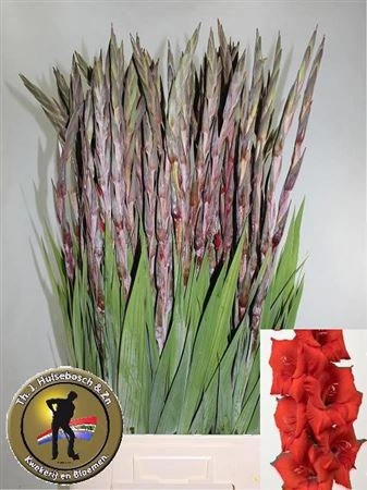 Gladiola Costello 100cm 100 cm