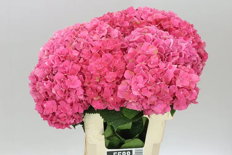 Hyd Glow Alps 60 cm