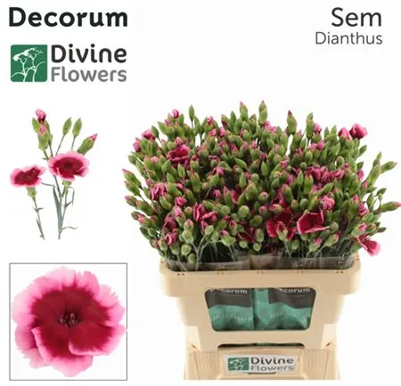 Di Solomio Sem 60 cm