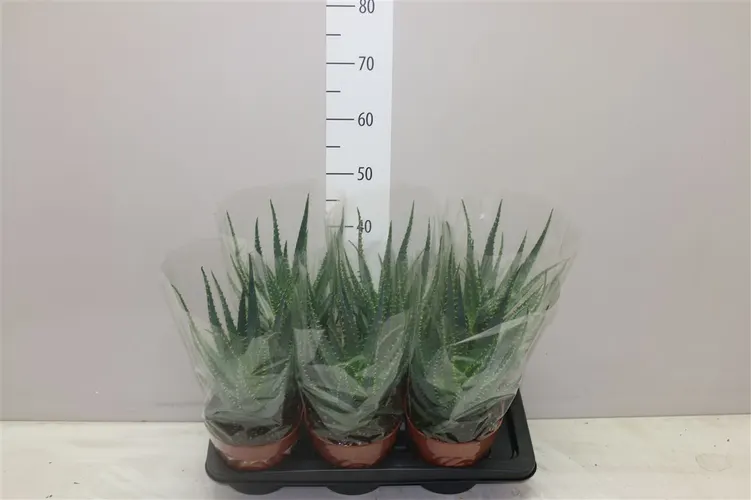 Aloe Arborescens črepník 17 cm
