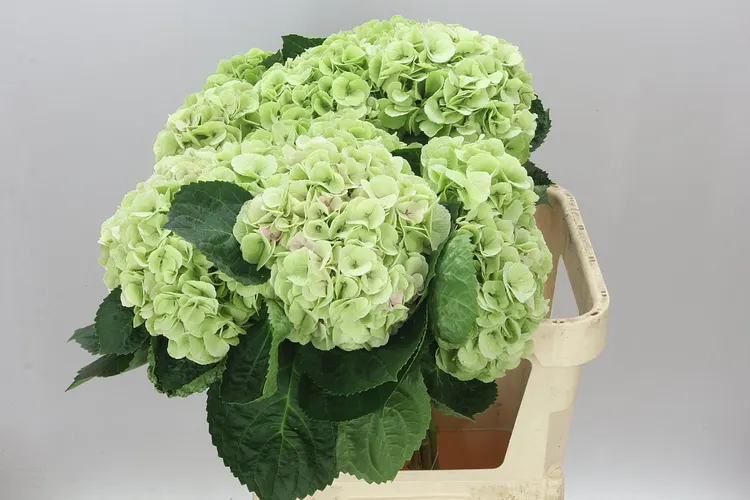 Hortenzia Matcha Classic 80 cm
