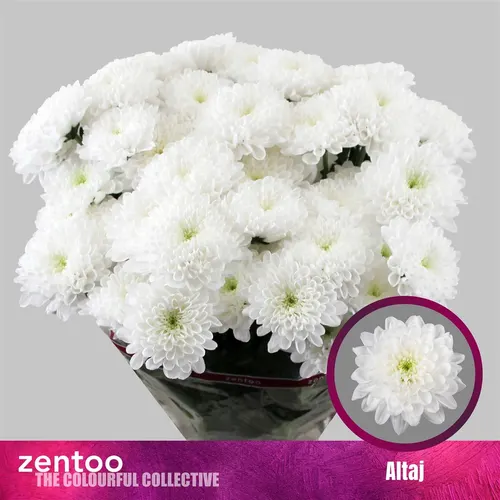 Chr T Altay 70 cm