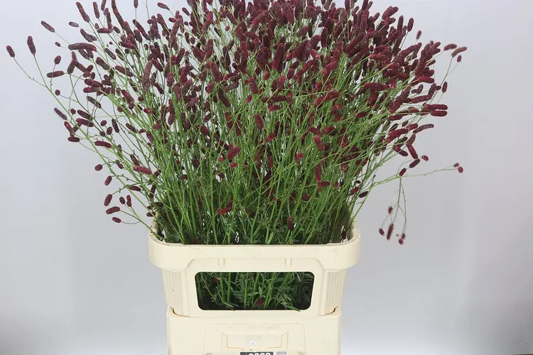 Sanguisorba Off Arnhem 100 cm