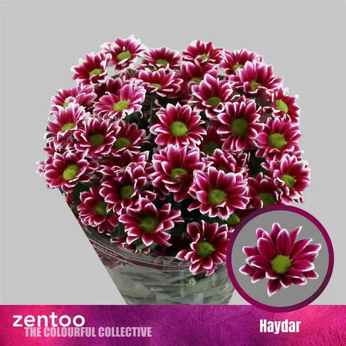 Chryzantéma trsová Haydar 70 cm