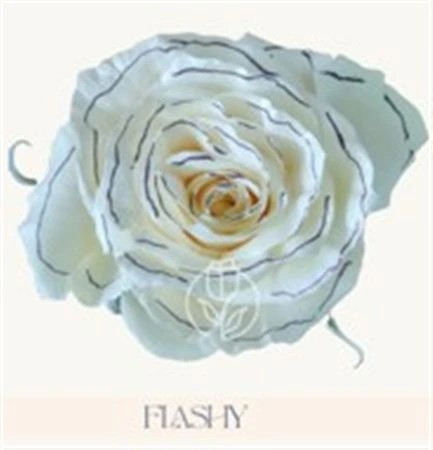 Ruža farbená Flashy, Ekvádor 50 cm