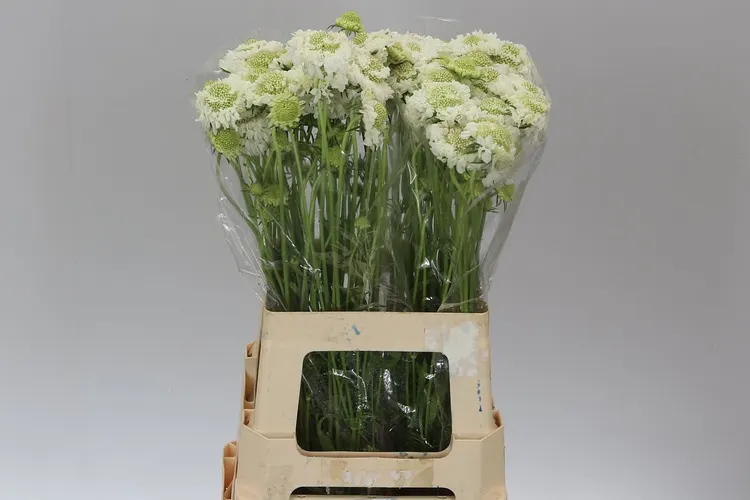 Scabiosa Atr Vanilla Scoop 60 cm