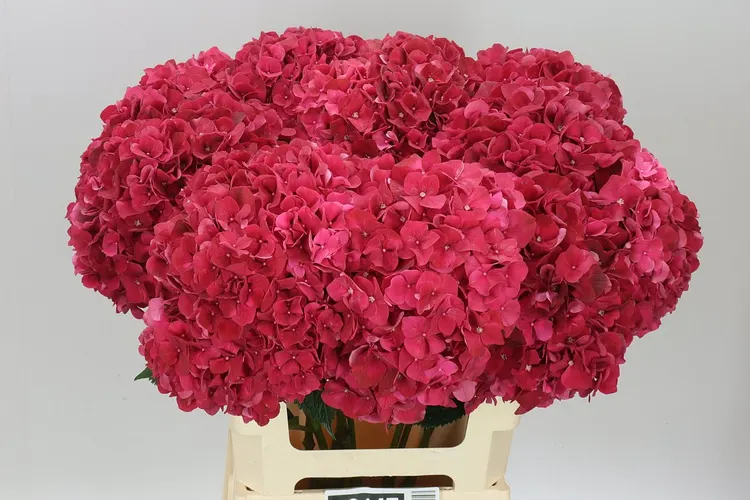 Hyd Ruby Red 60 cm