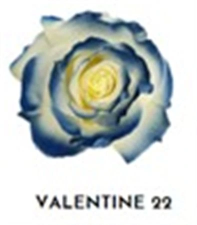 Ruža farbená Valentine 22, Ekvádor 50 cm