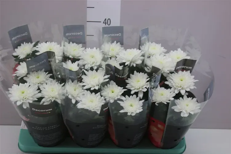 Chryzantéma črepníková Zembla biela črepník 13 cm