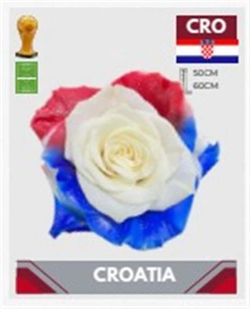 Ruža farbená Fb Croatia, Ekvádor 50 cm