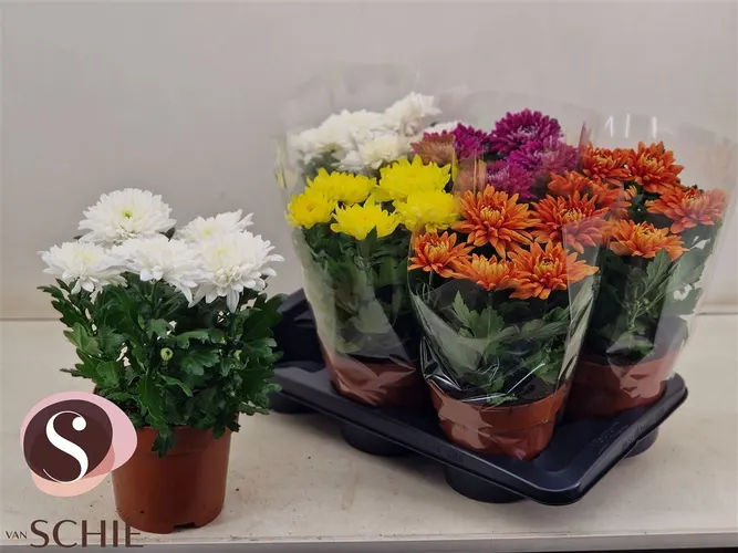 Chryzantéma črepníková Zembla mix črepník 17 cm