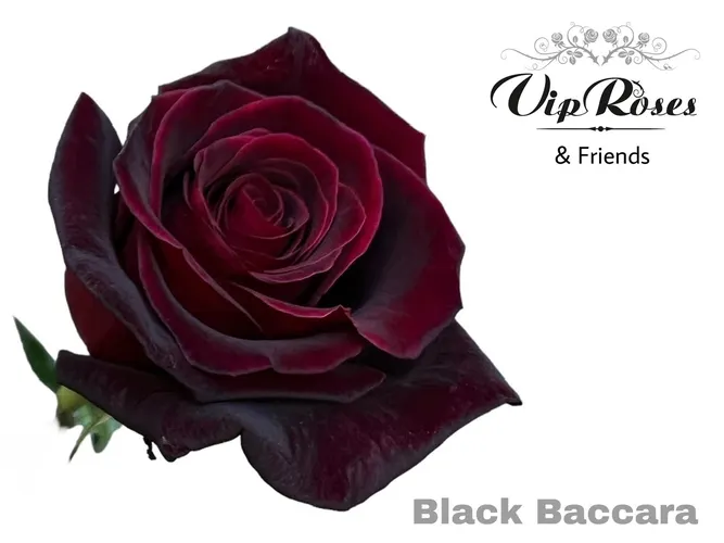 R Gr Black Baccara 60 cm