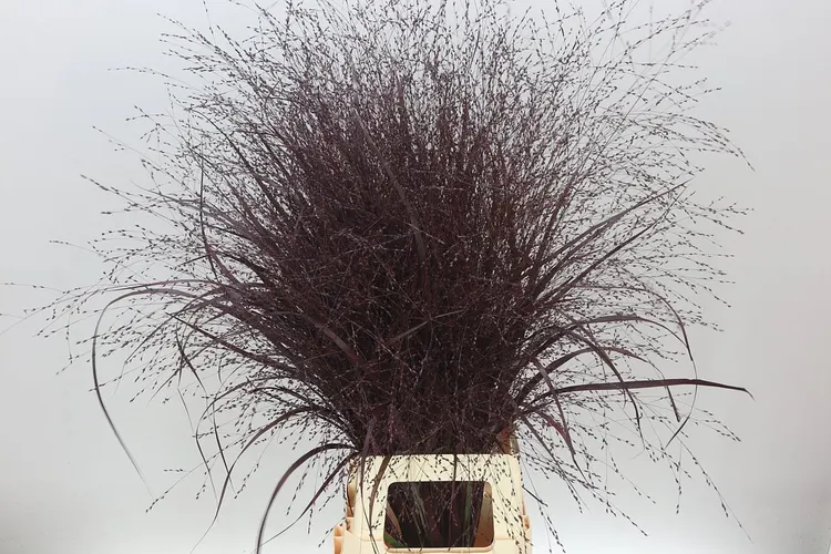 Panicum farbené Aubergine 95 cm