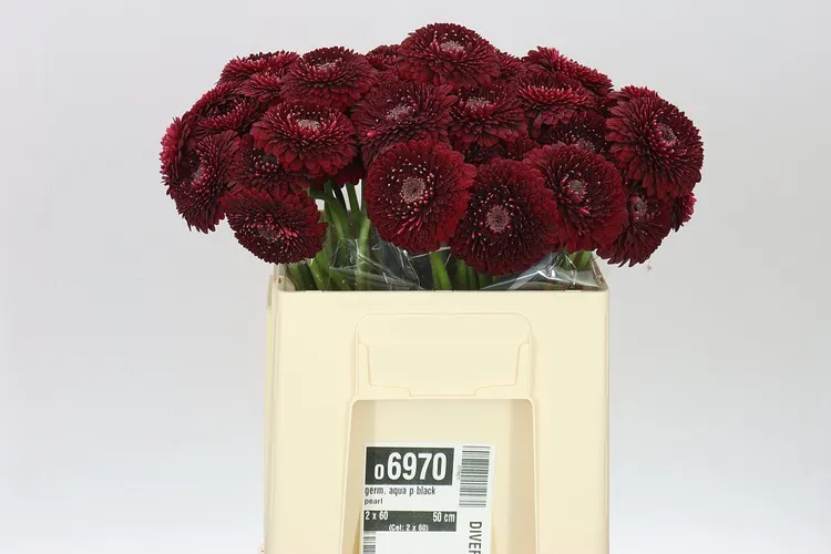 Germini Aqua P Black Pearl 50 cm