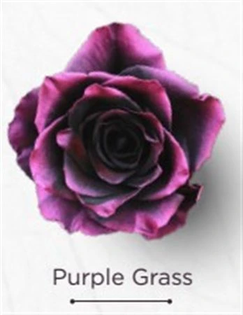 Ruža farbená Purple Grass, Ekvádor 50 cm