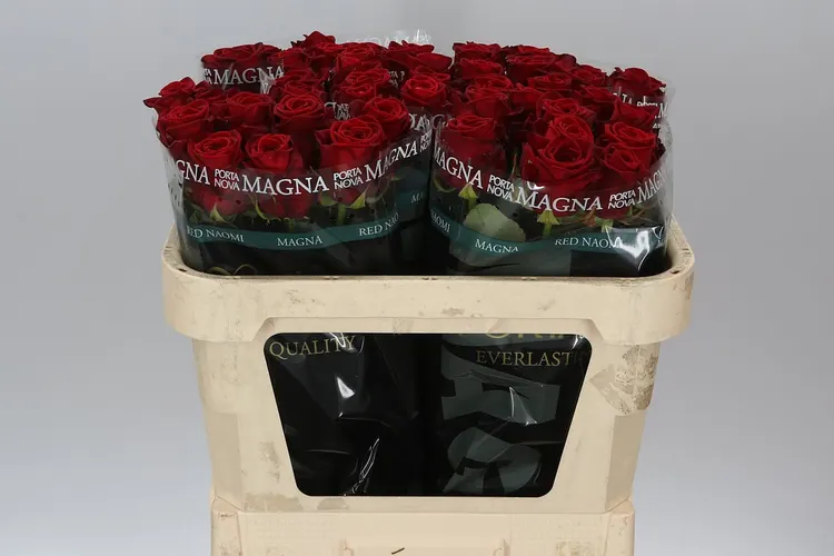 Ruža Red Naomi! Porta Magma 70 cm