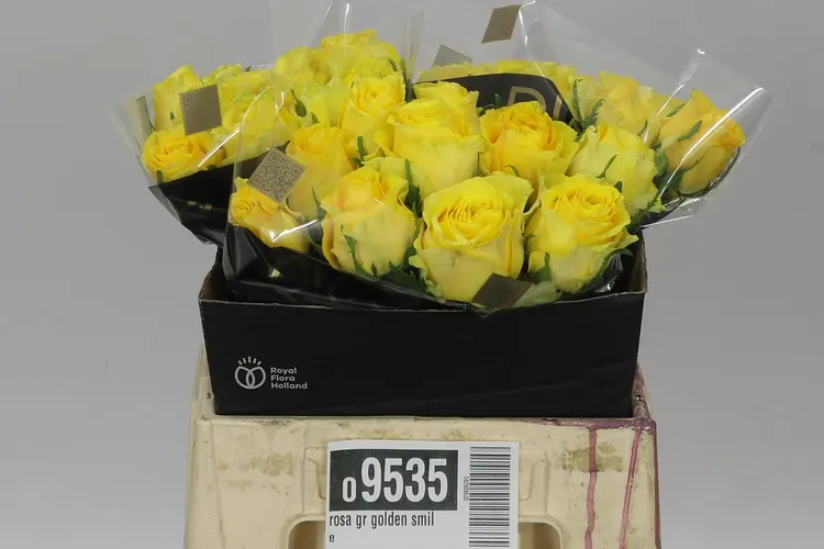Ruža Golden Smile 40 cm