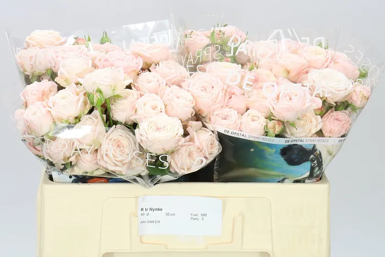 Rosa Tr Nynke 50 cm