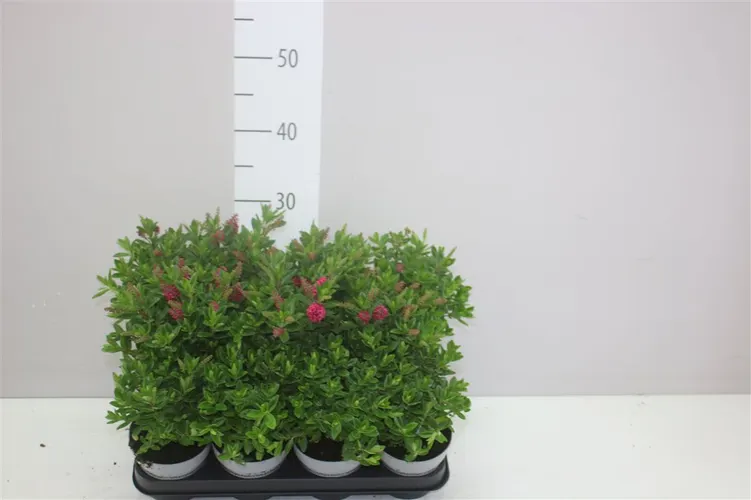 Hebe All Blooms Rawiri črepník 11 cm