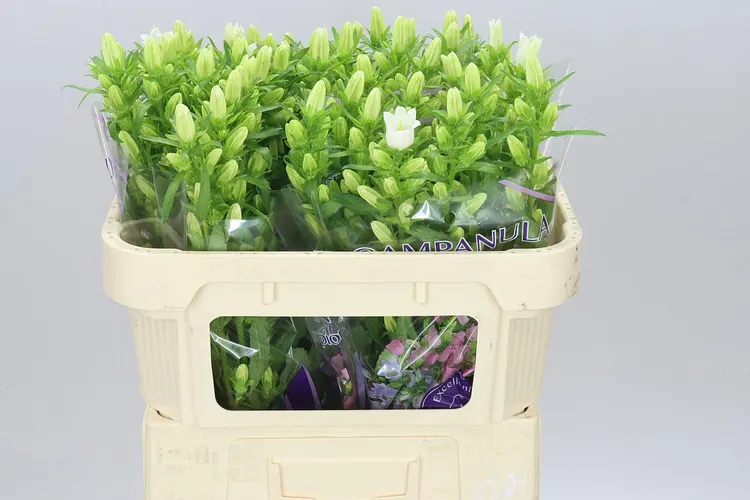 Campanula M Champ White 70 cm