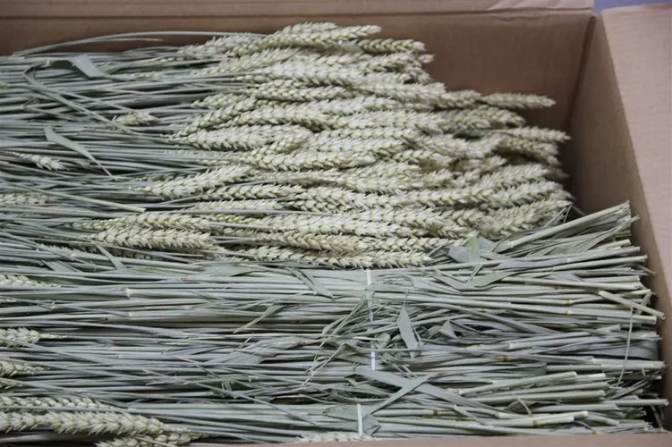 Wheat Naturel 60 cm