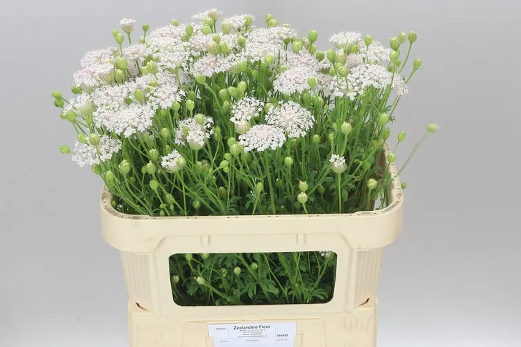 Didiscus Pale Pink 75 cm
