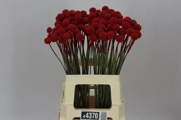 Craspedia Painted Red 60 cm