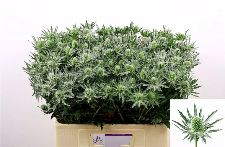 Eryngium Sirius 60 cm