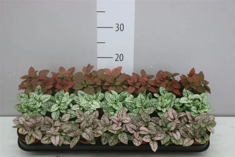 Hypoestes Ph mix črepník 8,5 cm