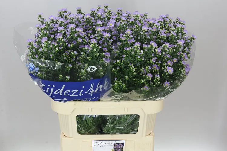 Aster Cassandra Ex 80 cm