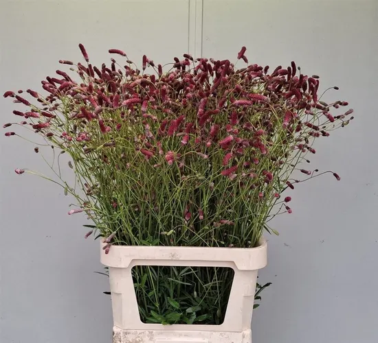 Sanguisorba Cangs Cranberry 100 cm