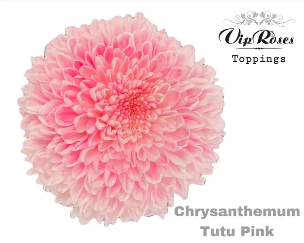 Chryzantéma veľkokvetá Tutu Pink 70 cm