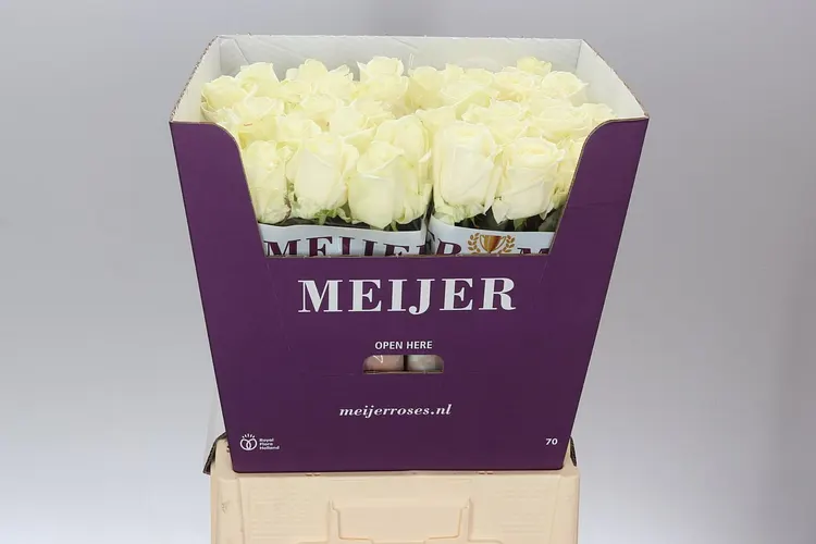 Ruža Avalanche Meijer White 70 cm