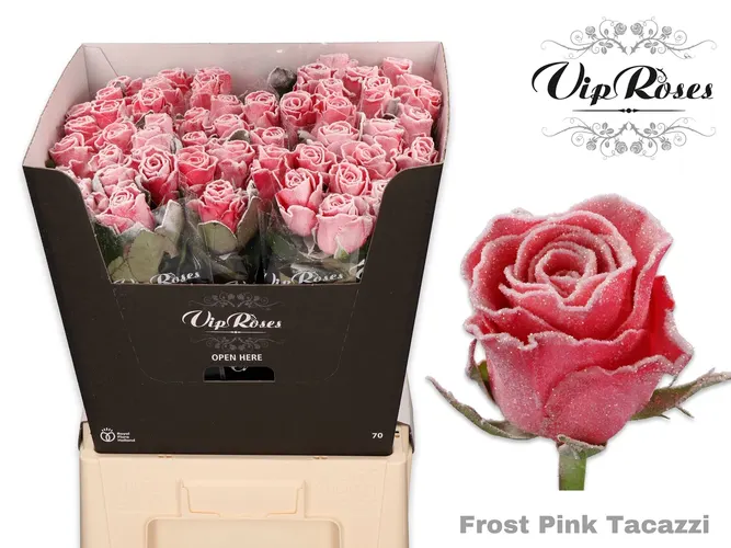 Ruža Frost Pink Tacazzi 60 cm