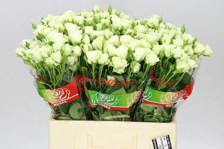 Rosa Tr Snow Flake A2 60 cm
