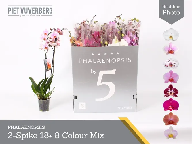 Orchidea Phalaenopsis mix 18+, 2 výhony črepník 12 cm