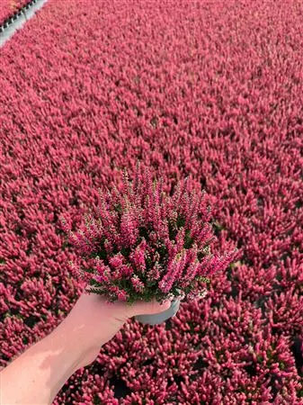 Calluna Beauty Ladies Wit črepník 10,5 cm