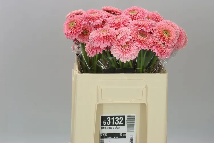 Germini Aqua P Piggy 50 cm